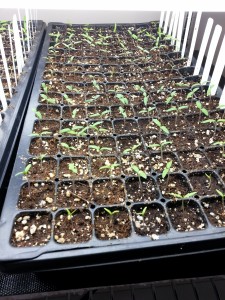 Edibles: tomato seedlings        