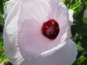 Hibiscus 'Ruth Bancroft' - hybrid of A. huegelii and A. hakeifolia)  