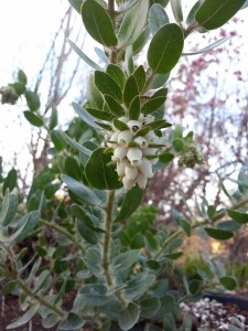 Whitehair manzanita (Arctostaphylos viridissima) 1    
