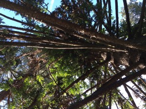 Looking up into the Bunya-bunya, #14 on the Tree Walk    