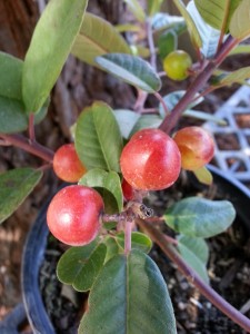 Coffeeberry (Rhamnus californica)    
