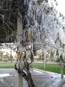 Dec-9-13 cold snap on wisteria arbor       