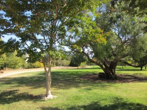 Crape myrtle tree (l.) and heritage oak (r.) in center of Int'l Garden    