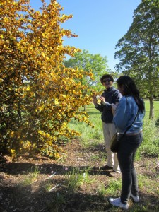 Arti and Mel admiring the CA flannel bush in bloom    