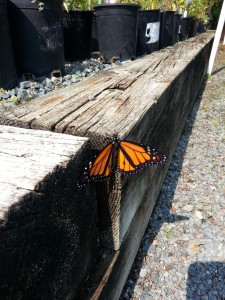 Caterpillar is ... a butterfly!          