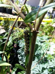 Monarch caterpillar STILL on milkweed 2          