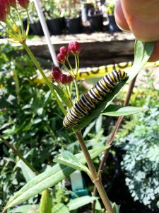 Monarch caterpillar on milkweed 1          