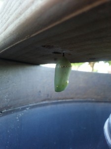 Monarch chrysalis formed - 4 pm    
