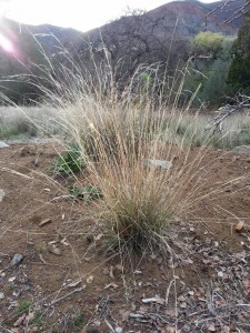 Purple needle grass (Stipa - formerly Nassella - pulchra) the CA state grass 