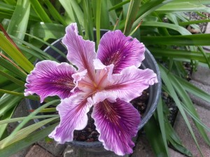 Pacific Coast Native hybrid Iris