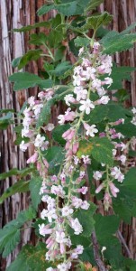 Pink flowering currant (Ribes sanguineum) 'Claremont'
