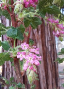 Pink flowering currant (Ribes sanguineum) 'Ortegas-Beauty-746x1024 '