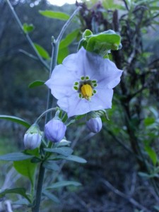 Blue Witch (Solanum umbelliferum incanum) - CA wildflower related to tomatoes