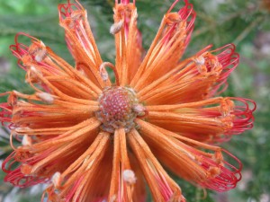 Yes, it's a flower!  Springtime growth on a Banksia   